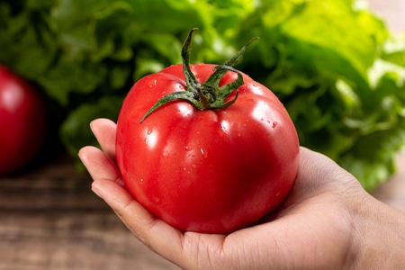西红柿-手里-新鲜-蔬菜-水果 图片素材