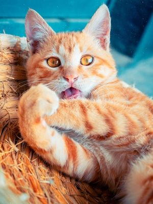 宅家-常州-猫-暖色-温馨 图片素材