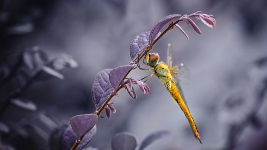 蜻蜓-昆虫-微距-长焦-生态 图片素材