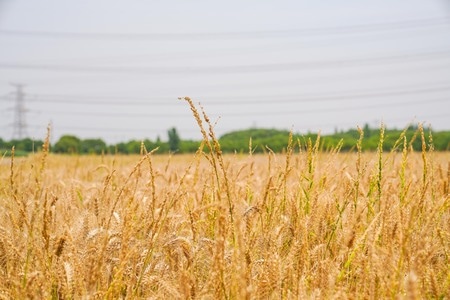 夏收-新农村-夏天-拍娃-苏州 图片素材