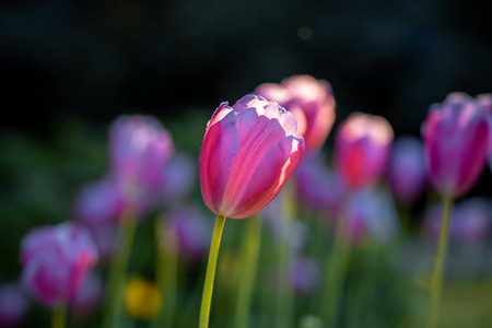 春天-花-春花-植物-微距 图片素材