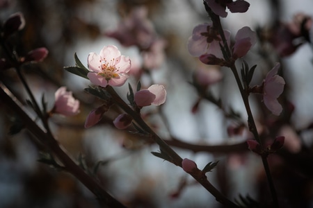 自然-植物-生态-花-春天 图片素材