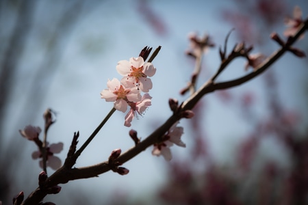 自然-植物-生态-花-春天 图片素材