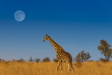 电脑传图-非洲-大草原-长颈鹿-月亮 图片素材