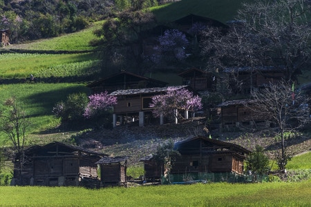丙中洛雾里村-丙中洛-雾里村-桃花-田园风格 图片素材