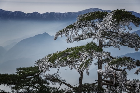 黄山-山-松-冬季-雪 图片素材