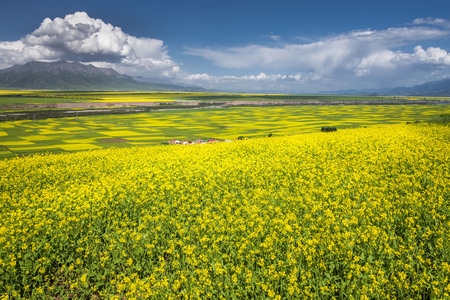 门源油菜花-油菜花-青海-门源-乡村 图片素材