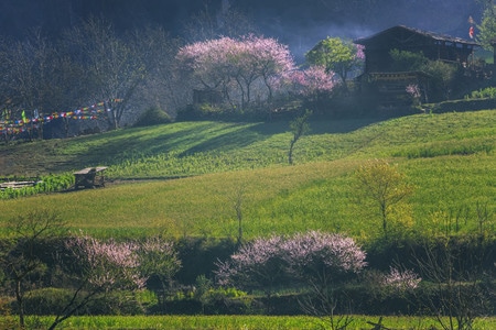 丙中洛雾里村-丙中洛-雾里村-桃花-田园风格 图片素材