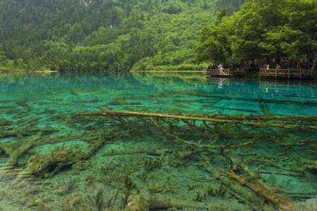 夏季九寨沟-五花海-九寨沟-阿坝-川西 图片素材