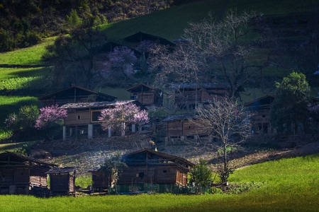 丙中洛雾里村-丙中洛-雾里村-桃花-田园风格 图片素材