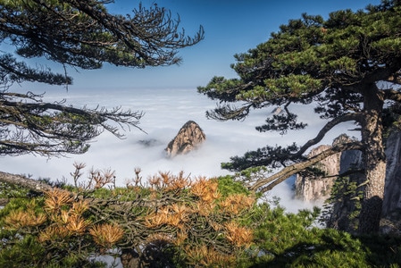 黄山-山-松-云海-黄山市 图片素材