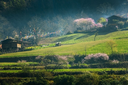 丙中洛雾里村-丙中洛-雾里村-桃花-田园风格 图片素材