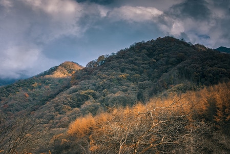 光雾山红叶-光雾山-红叶-枫叶-巴中 图片素材