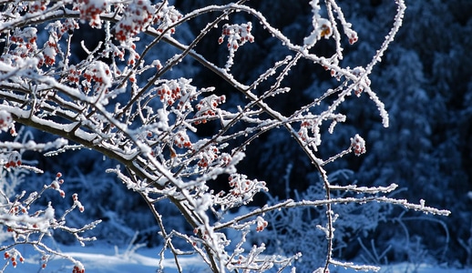 自然风光-白雪-红豆-树枝-雪 图片素材