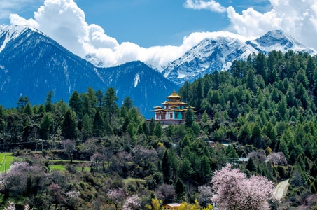 西藏-风光-雪山-波密-桃花 图片素材