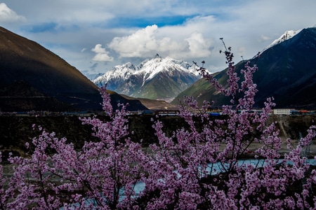 西藏-我要上封面-雪山-桃花-林芝 图片素材