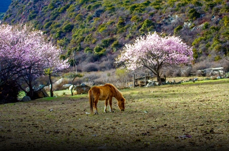 西藏-风光-林芝-桃花-山村 图片素材