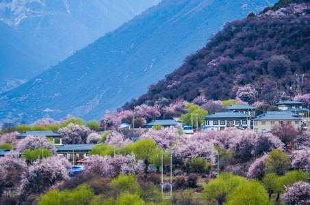 西藏-雪山-电脑传图-桃花-林芝 图片素材