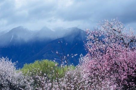 西藏-雪山-电脑传图-桃花-林芝 图片素材