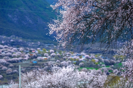 我要上封面-西藏-桃花-风光-林芝 图片素材