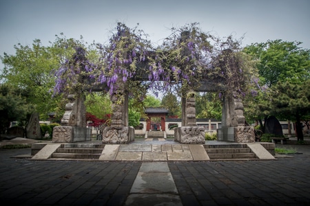 对称美-山东-岱庙-紫藤-寺院 图片素材