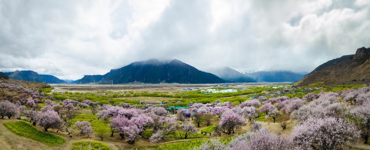 西藏-雪山-电脑传图-林芝-桃花 图片素材