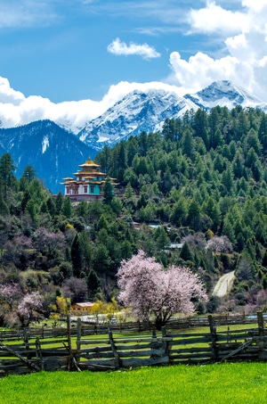 西藏-电脑传图-风光-波密-桃花 图片素材