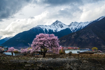 西藏-我要上封面-电脑传图-波密-山村 图片素材