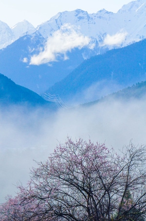 西藏-我要上封面-林芝-桃花-风景 图片素材