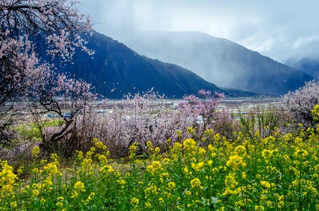 西藏-雪山-林芝-电脑传图-油菜花 图片素材