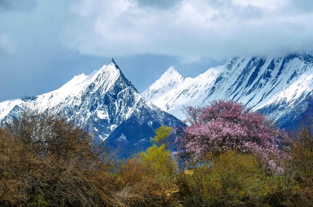 西藏-雪山-桃花-林芝-风光 图片素材