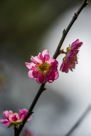花-开花-盛开-春天-花瓣 图片素材
