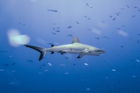 黑尾真鲨-潜水摄影-水下摄影-海洋-海洋生物 图片素材
