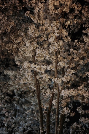 樱花-美-街拍-风景-花 图片素材