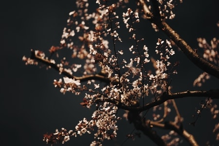 美-街拍-风景-花-花 图片素材