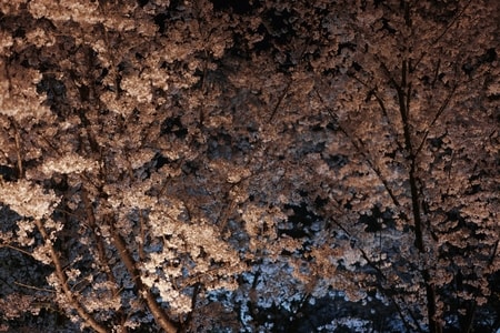 樱花-美-街拍-风景-花 图片素材