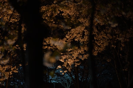 樱花-美-街拍-风景-花 图片素材
