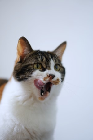 猫-宠物-猫-猫咪-喵星人 图片素材