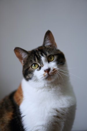 猫-宠物-猫-宠物-喵星人 图片素材