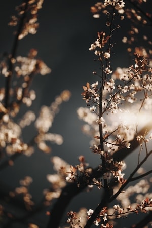 美-街拍-风景-花-花 图片素材