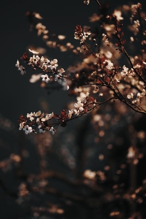 美-街拍-风景-花-花 图片素材