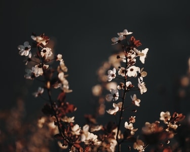 美-街拍-风景-花-花 图片素材