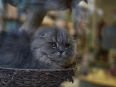 城市风光-街拍-日常-猫-宠物 图片素材