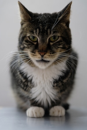 宠物-猫-动物-猫-动物 图片素材