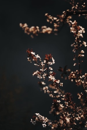 美-街拍-风景-花-花 图片素材