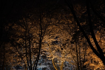 樱花-美-街拍-风景-花 图片素材