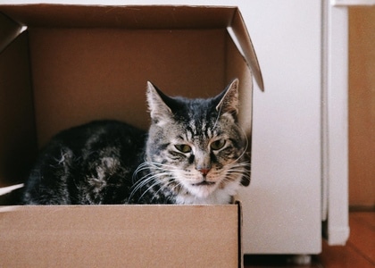 猫-宠物-动物-猫-宠物 图片素材