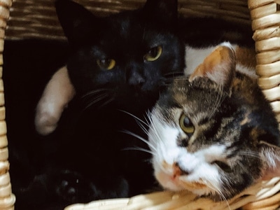 猫-动物-宠物-猫-动物 图片素材