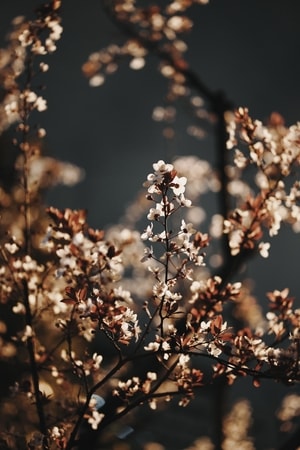 美-街拍-风景-花-花 图片素材