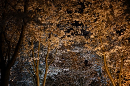 樱花-美-街拍-风景-花 图片素材